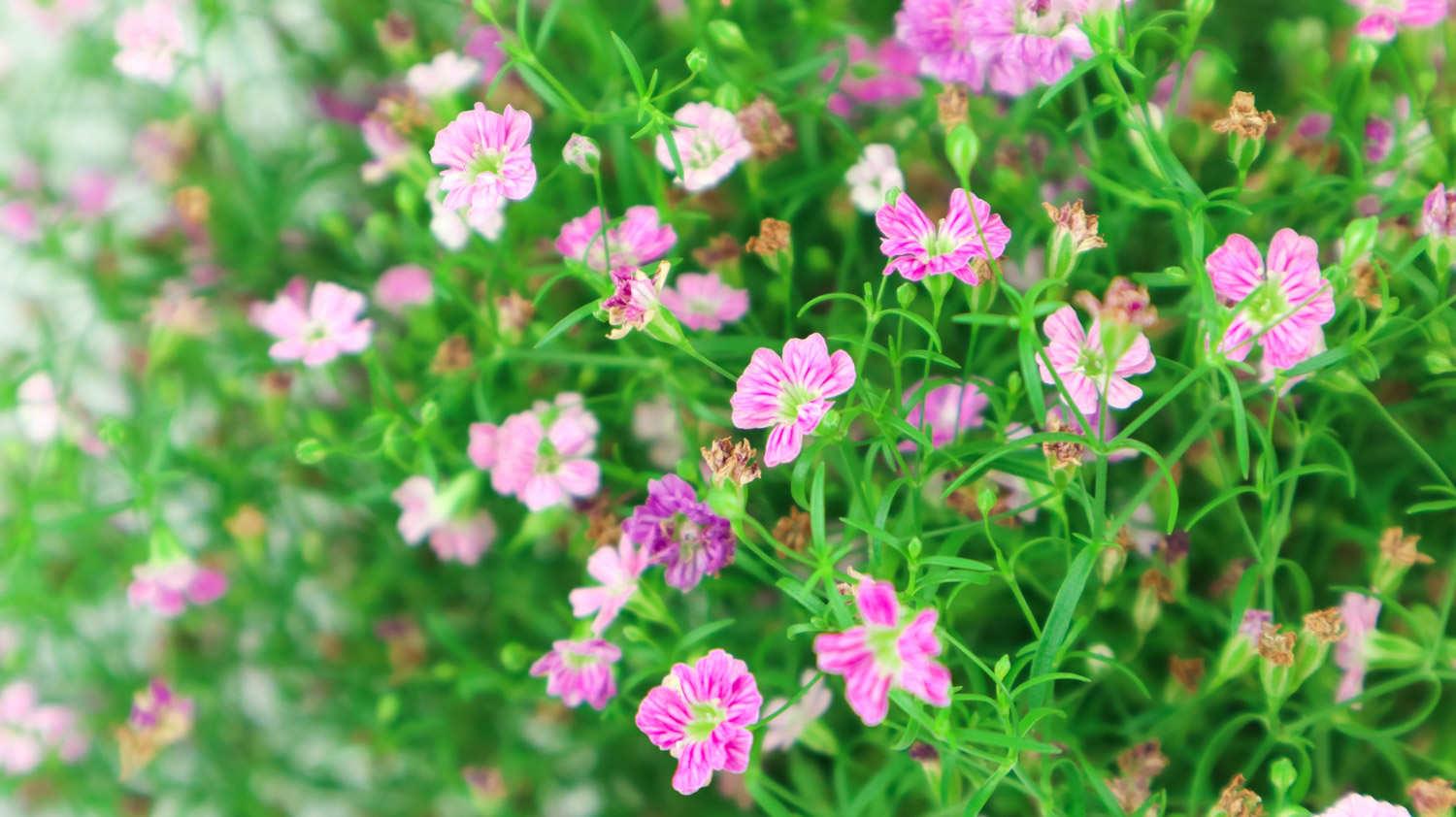 Gypsophila