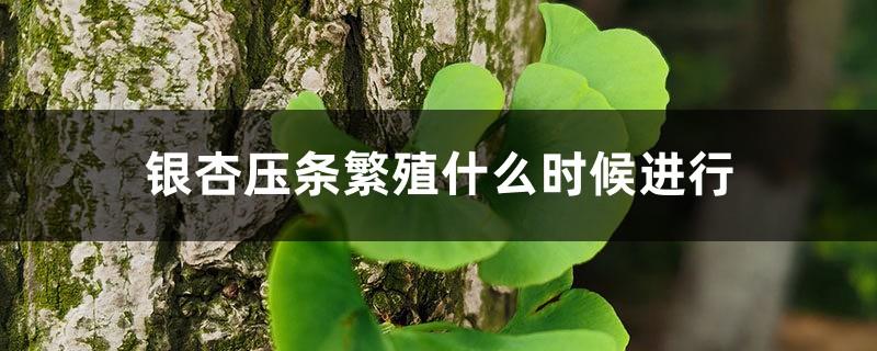 When to carry out Ginkgo layering propagation, Ginkgo high-pressure propagation