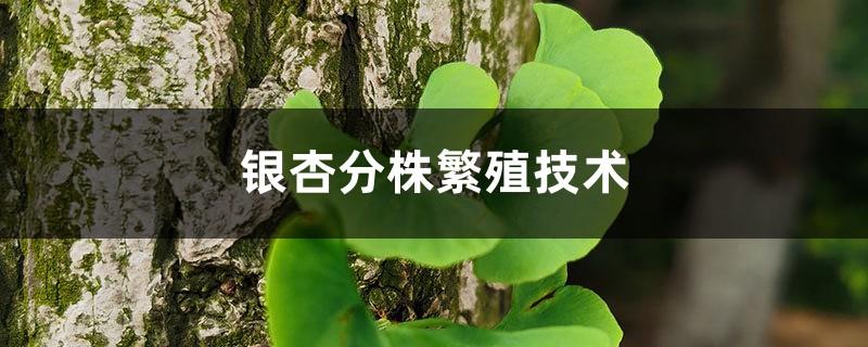 Ginkgo division propagation technology, how do ginkgo trees propagate