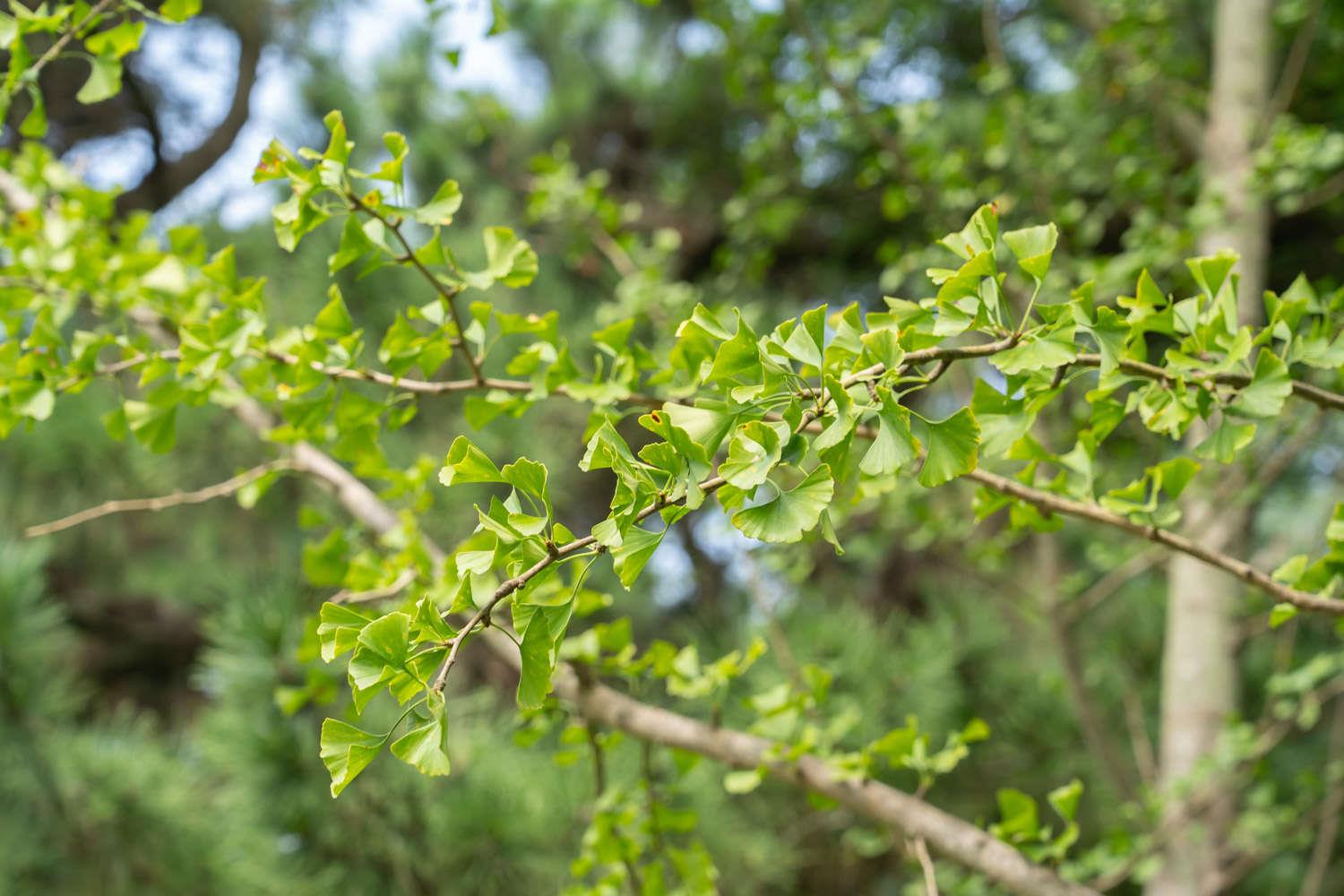 Ginkgo