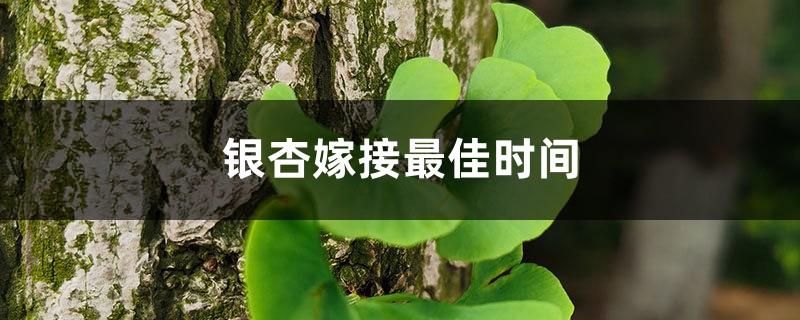 The best time for ginkgo grafting, what tree is best for ginkgo grafting