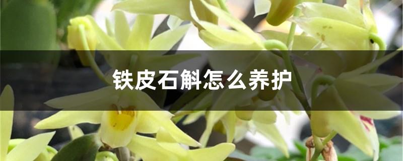 How to maintain Dendrobium officinale, does Dendrobium officinale need to be pruned