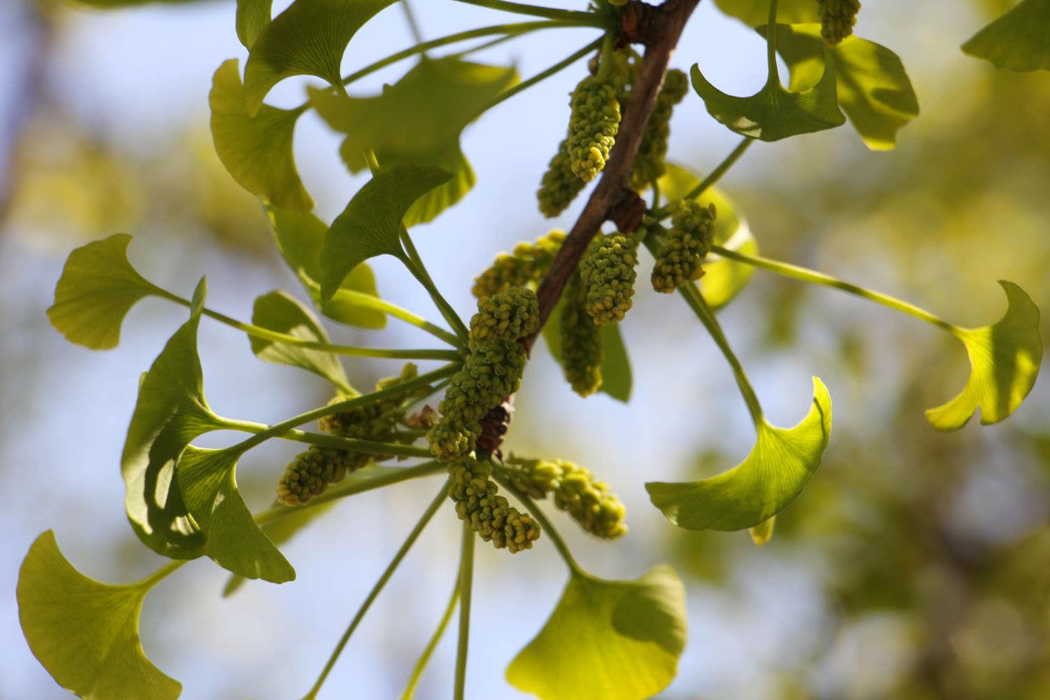 Ginkgo