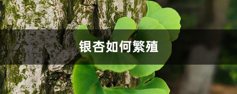 How to propagate Ginkgo, the propagation method of Ginkgo tree