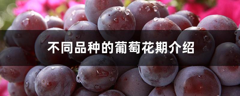 Introduction to the flowering period of different varieties of grapes, how long is the flowering period of grapes