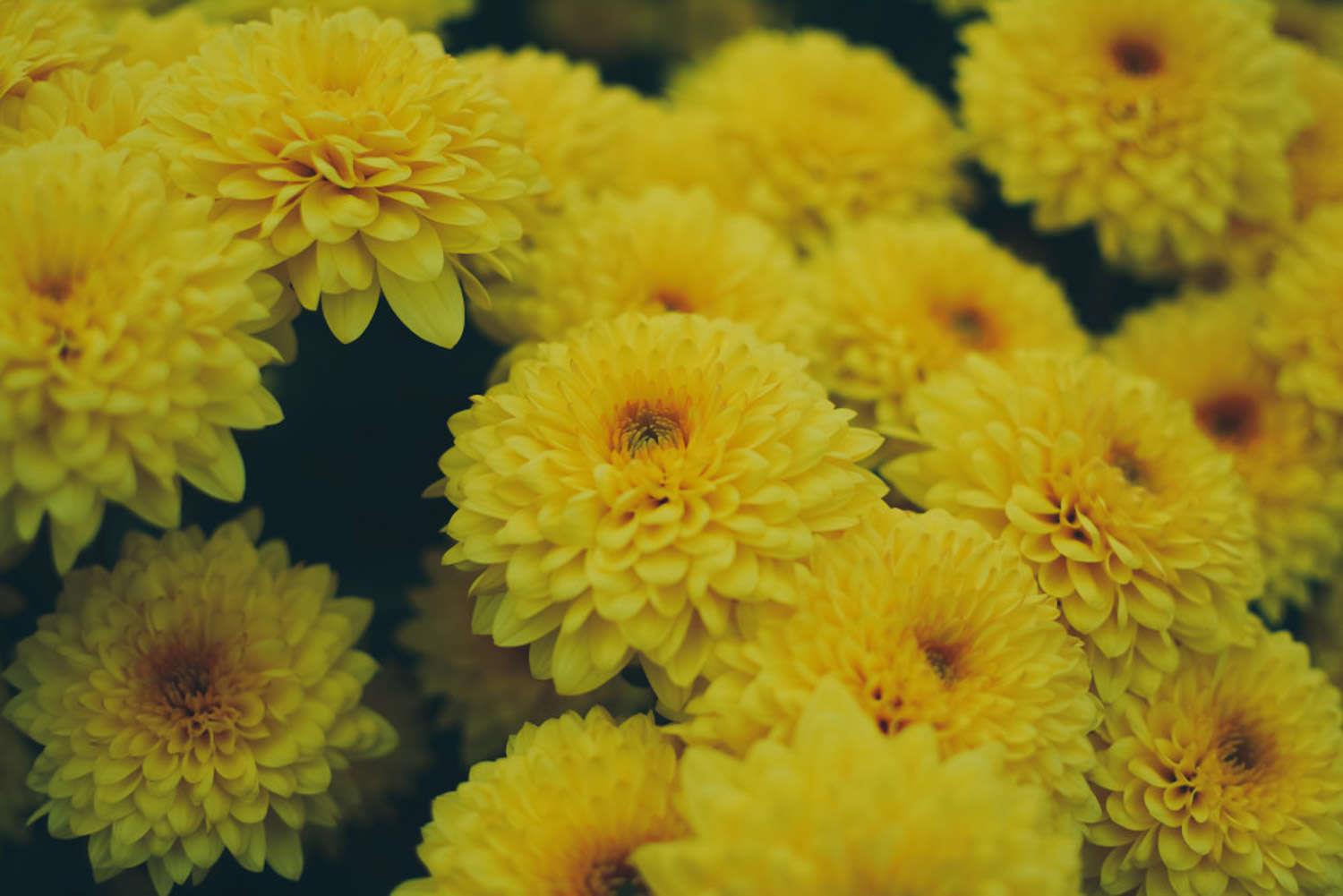 Chrysanthemum