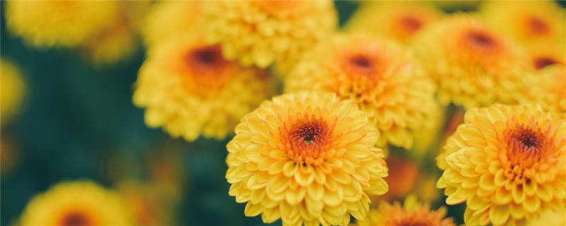 How to cut multi-head chrysanthemums, can they be cut in winter?