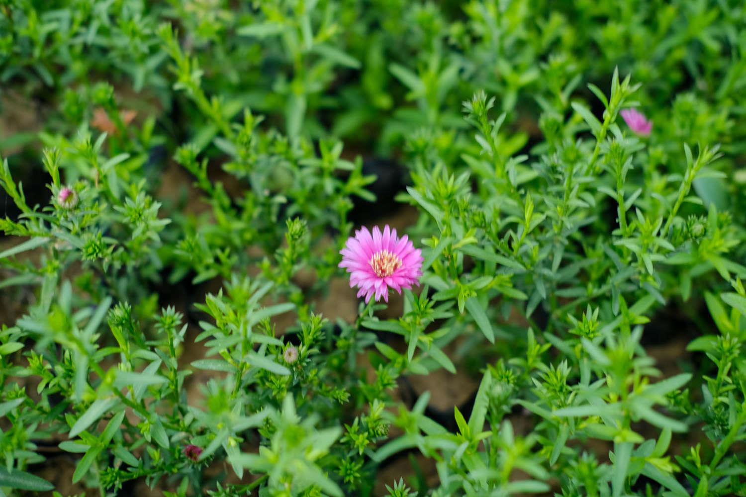 Chrysanthemum