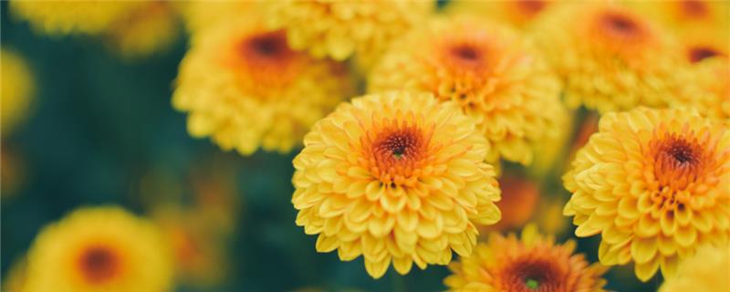 How many times does the chrysanthemum bloom a year? How to prune it after the flowers fail