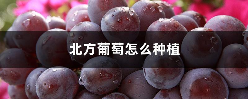 How to grow grapes in the north, what months to grow grapes in the north