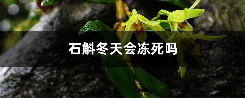 Will Dendrobium freeze to death in winter, how to survive the winter