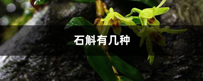 There are several types of dendrobium and how to eat them