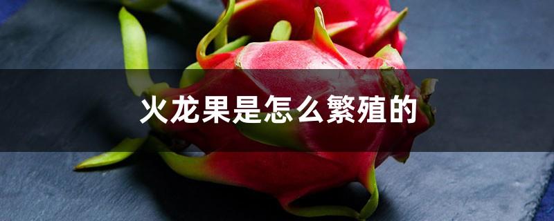 How does dragon fruit reproduce? Does it require artificial pollination?