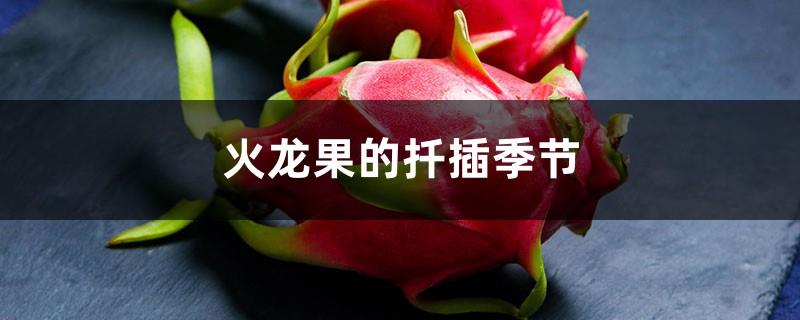 In the cutting season of dragon fruit, are the cuttings divided into forward and reverse