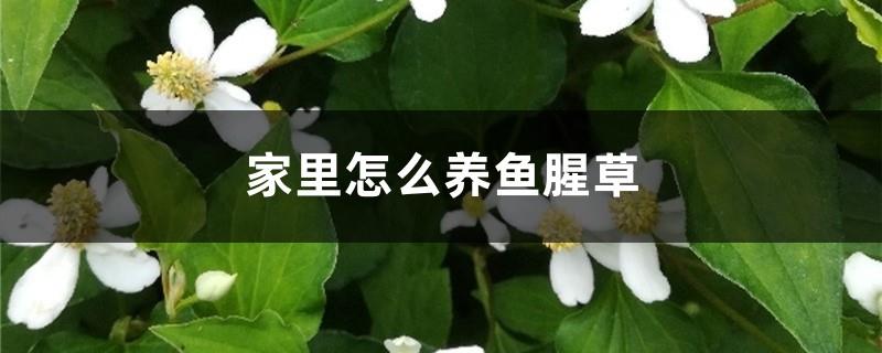 How to grow Houttuynia cordata at home, is Houttuynia cordata poisonous