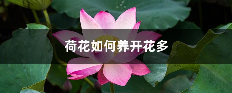 How to grow lotus flowers, and when is the flowering period of lotus flowers