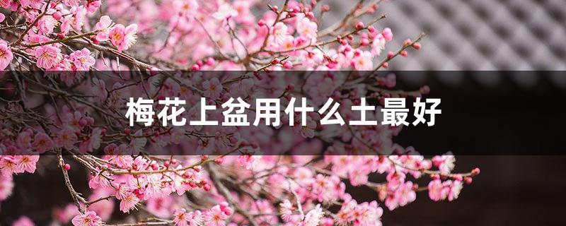 What is the best soil for potting plum blossoms, precautions for potting plum blossoms