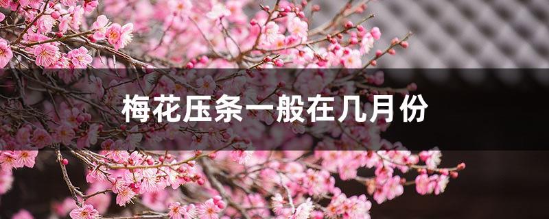 In which months are plum blossom layering usually performed, and the high-pressure propagation method of plum blossoms