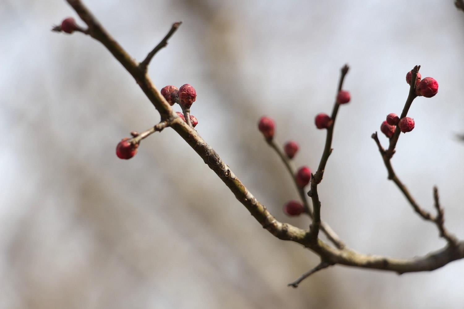 Plum Blossom