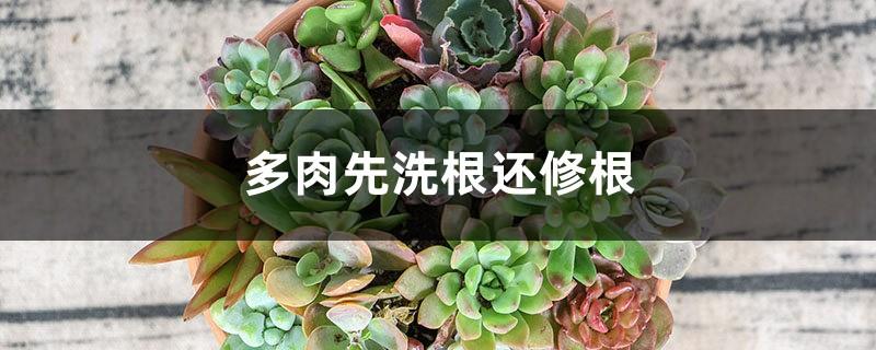 Wash the roots of succulents first or trim them first, soak succulents with carbendazim