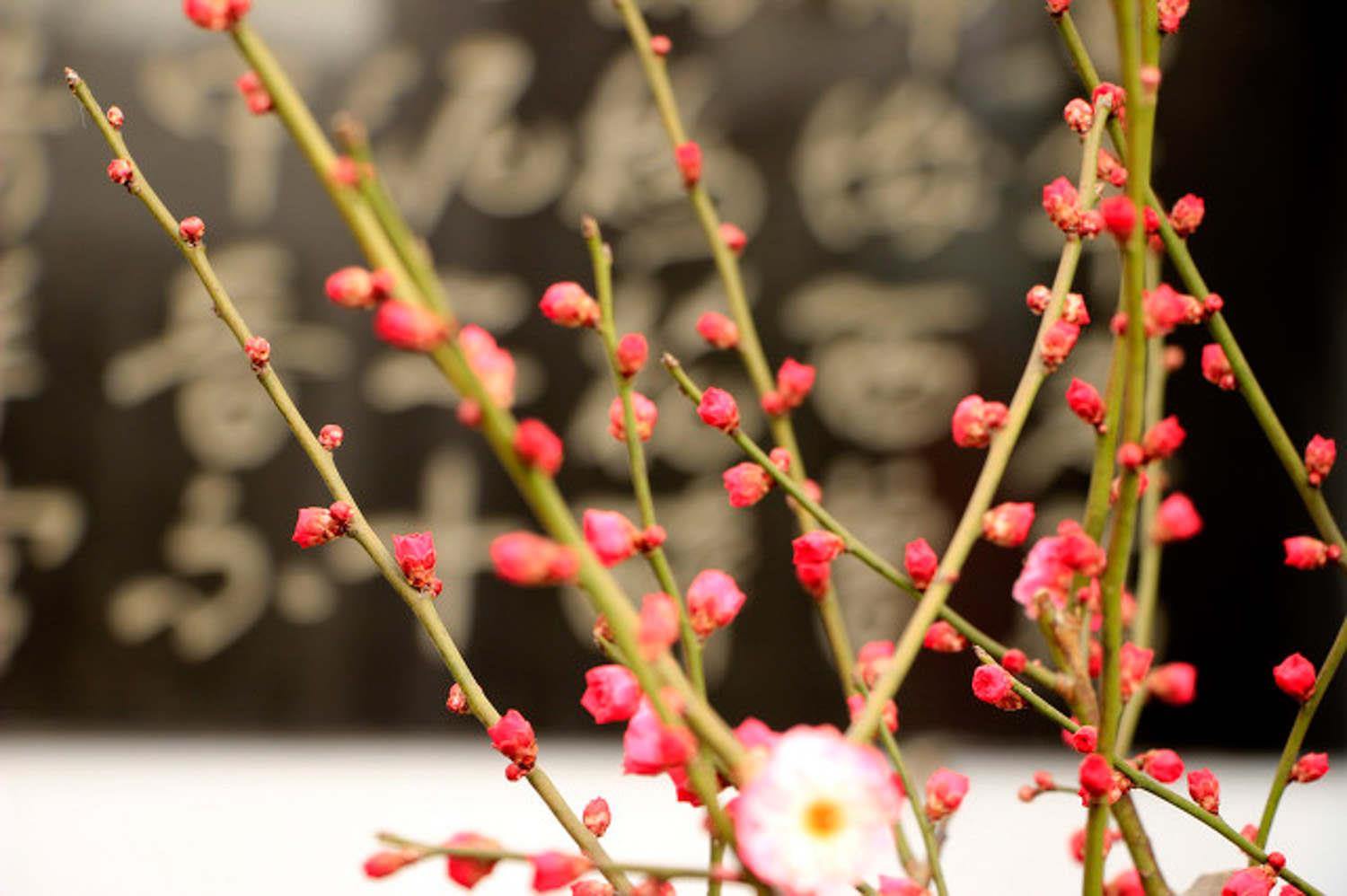 Plum Blossom