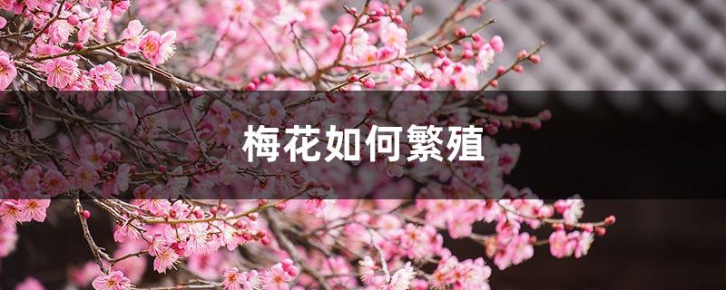 How to reproduce plum blossoms, common methods of plum blossom reproduction