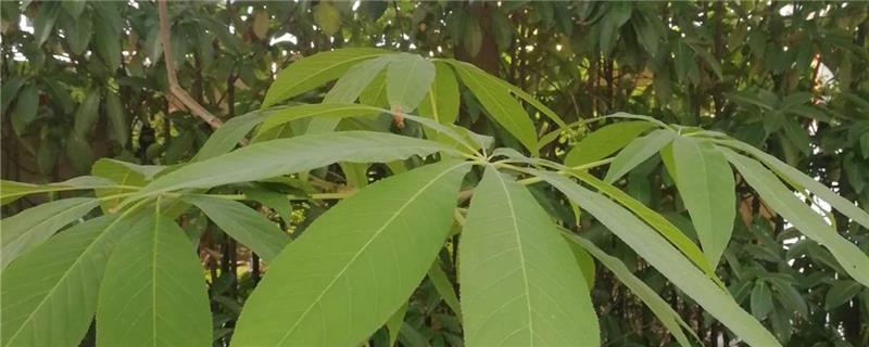 How to make horse chestnut grow fast, what kind of fertilizer to use to grow fast