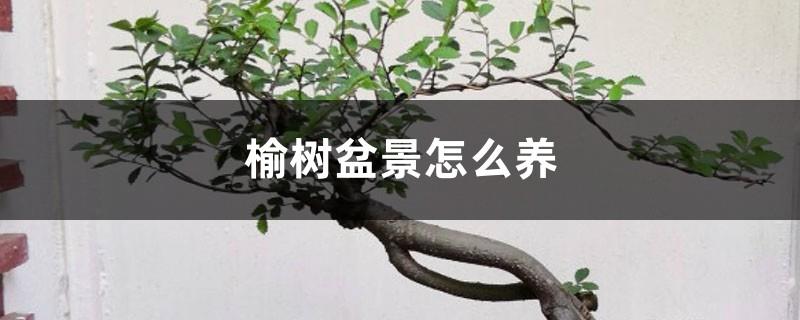 How to maintain the shape of elm bonsai and what to do with yellow leaves