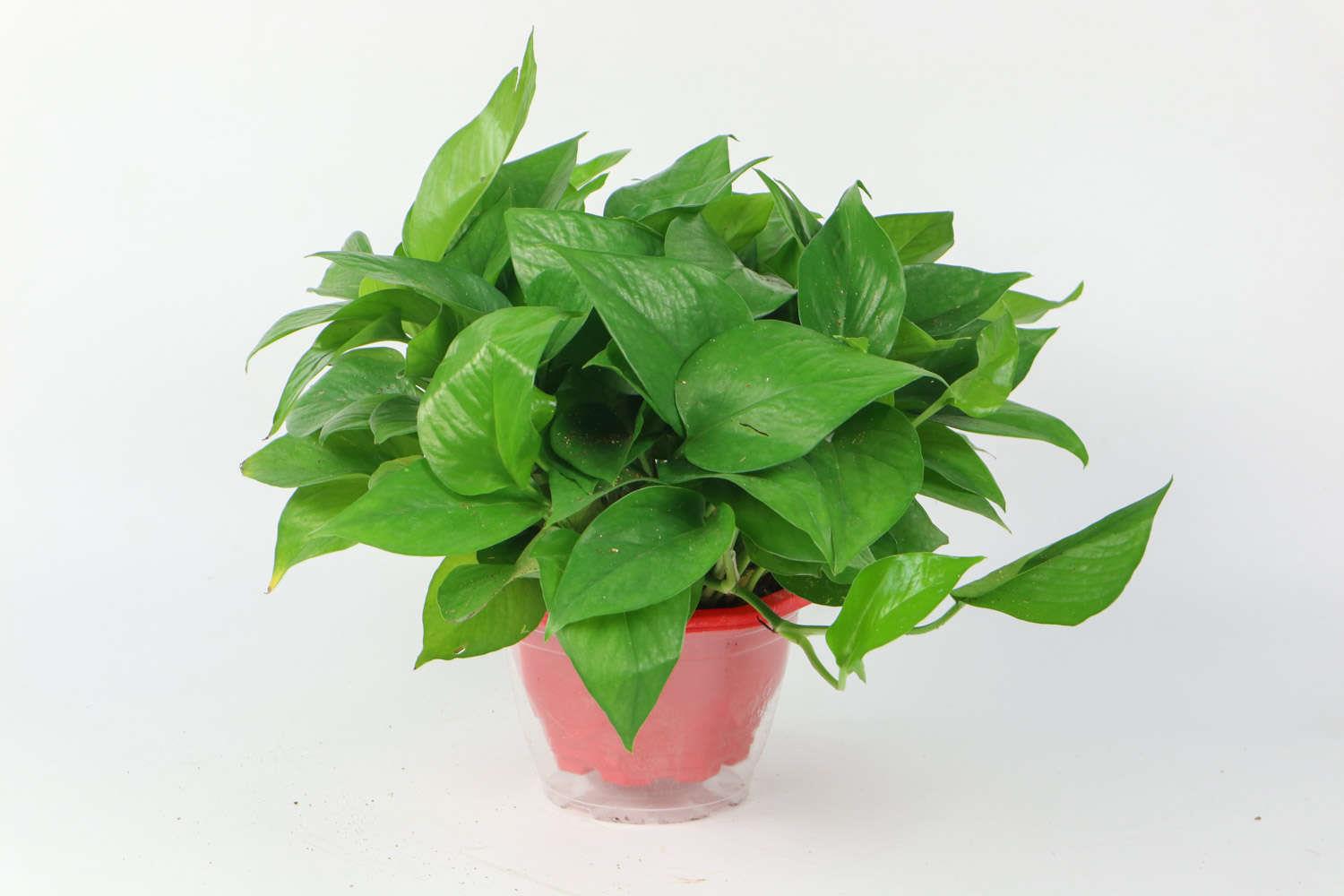 Pothos