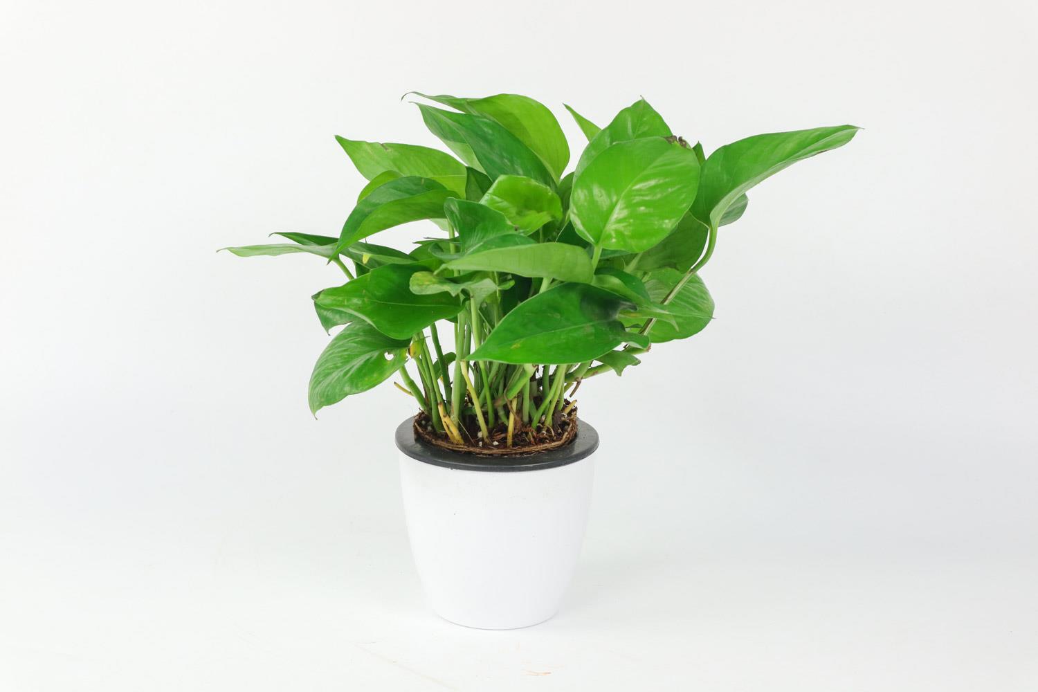 Pothos