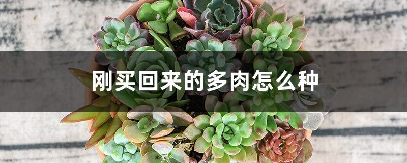 How to grow the succulents you just bought, do you need to wash the roots?