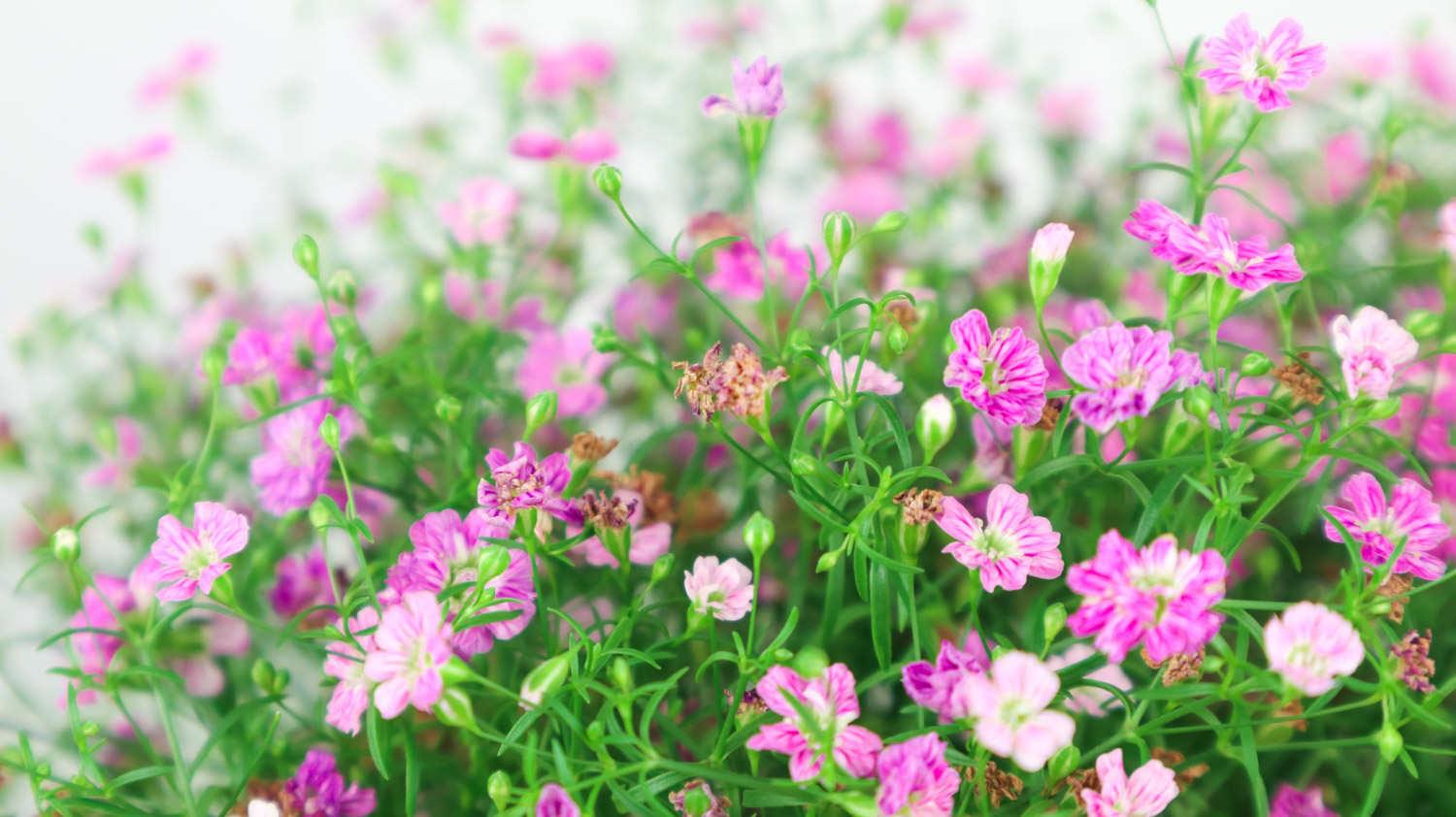 Gypsophila