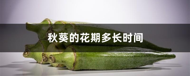 How long is the flowering period of okra? If okra does not bloom, it will only grow branches