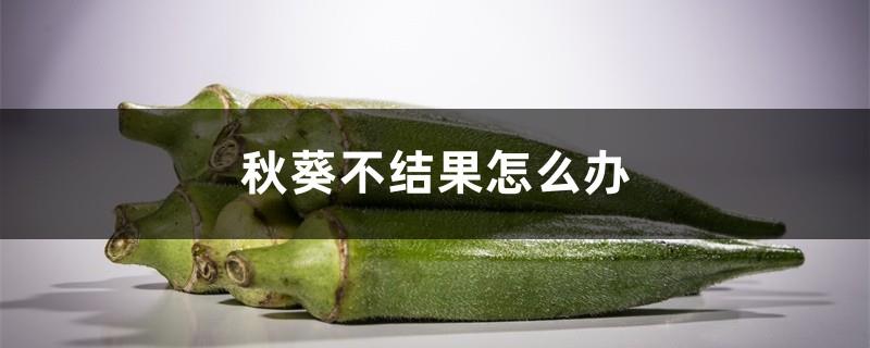 What should I do if okra does not bear fruit? How can okra bear fruit?