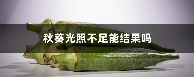 Can okra bear fruit if there is insufficient light? Does okra like the light?