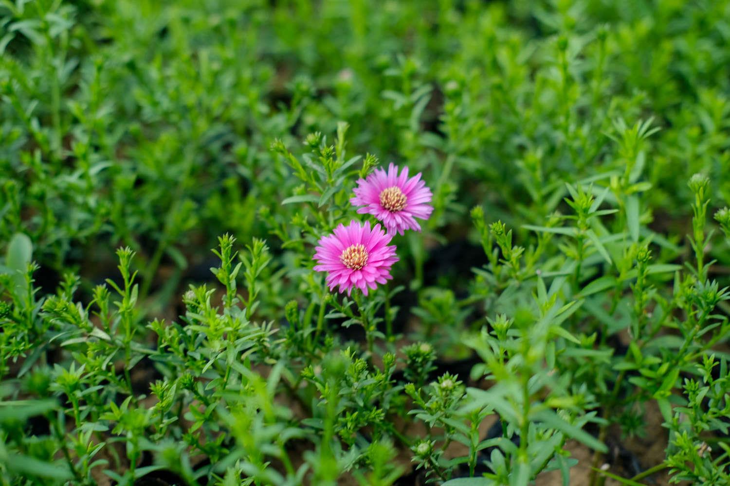 Chrysanthemum