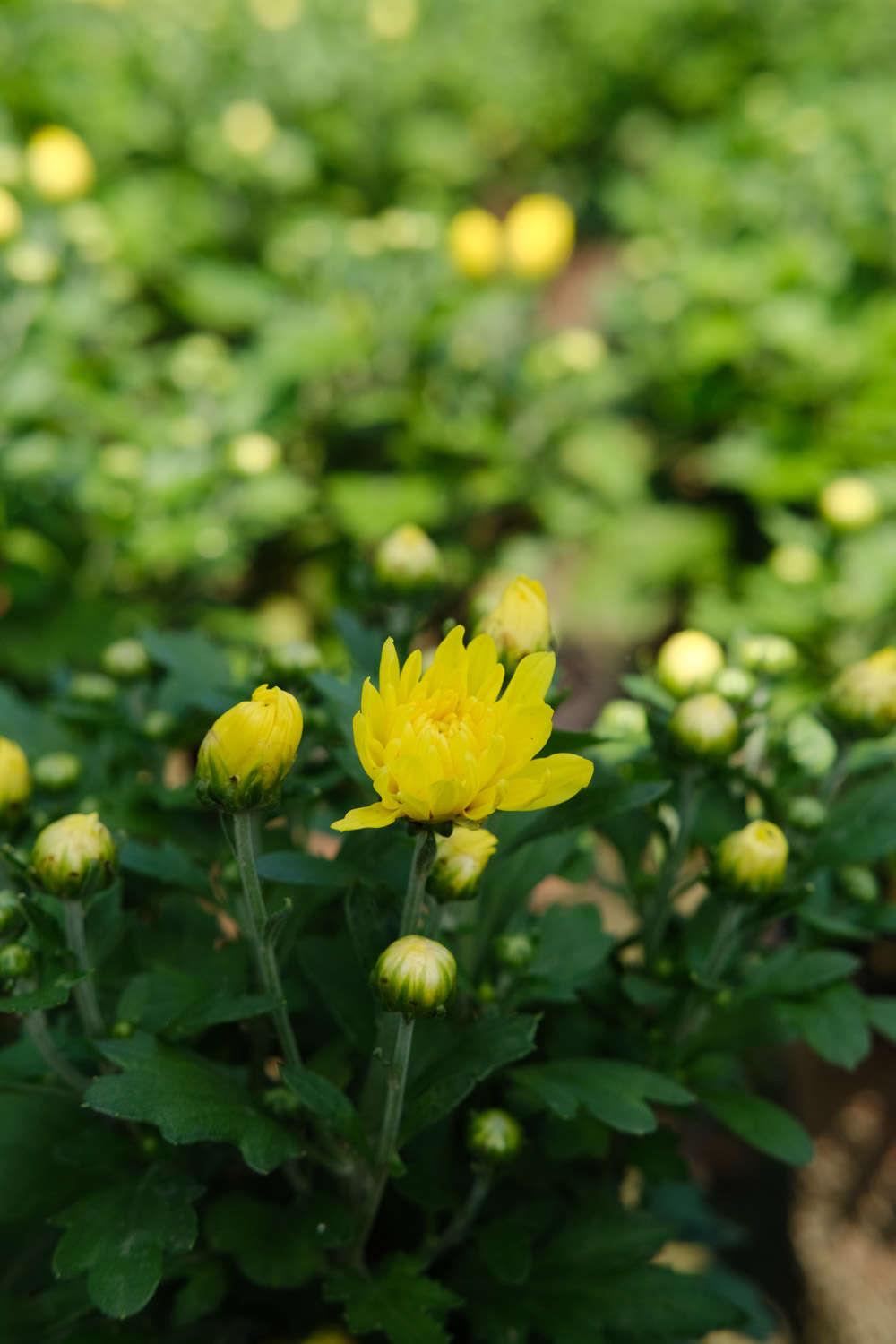 Chrysanthemum