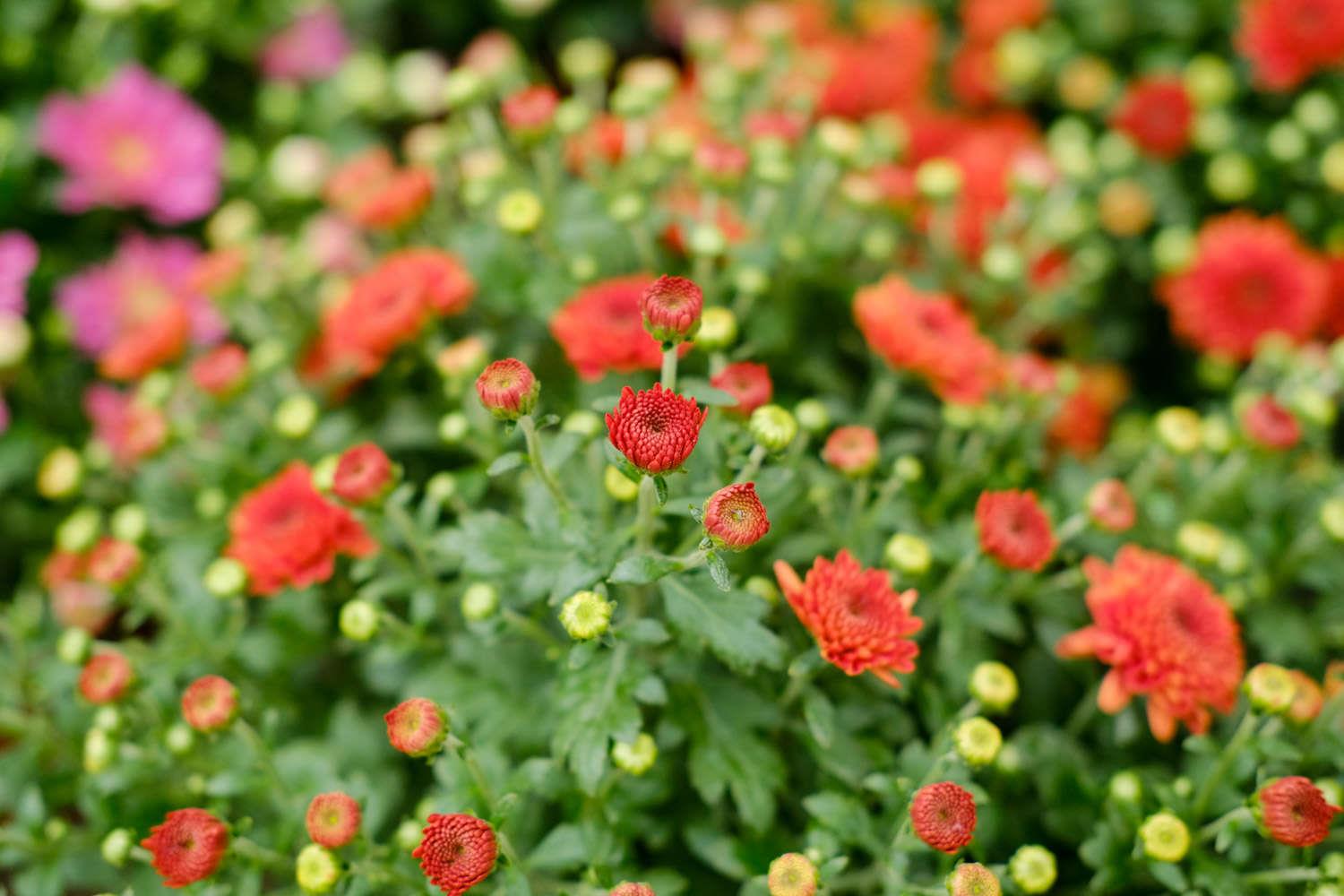 Chrysanthemum