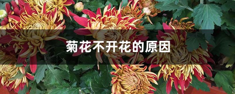 The reason why chrysanthemums do not bloom, how to encourage them to bloom