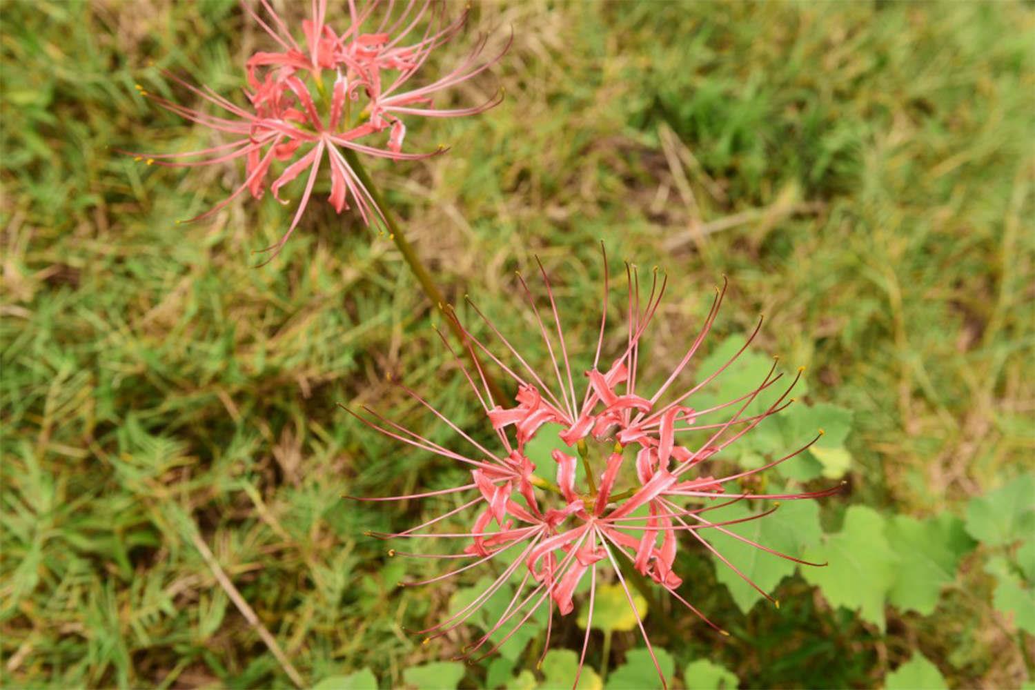 Lycoris