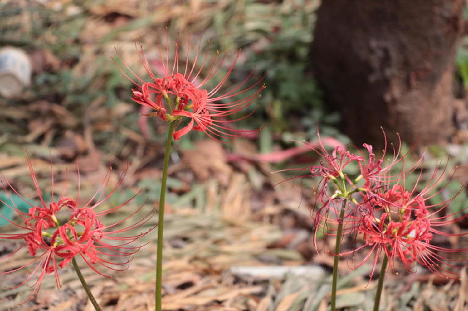 Lycoris