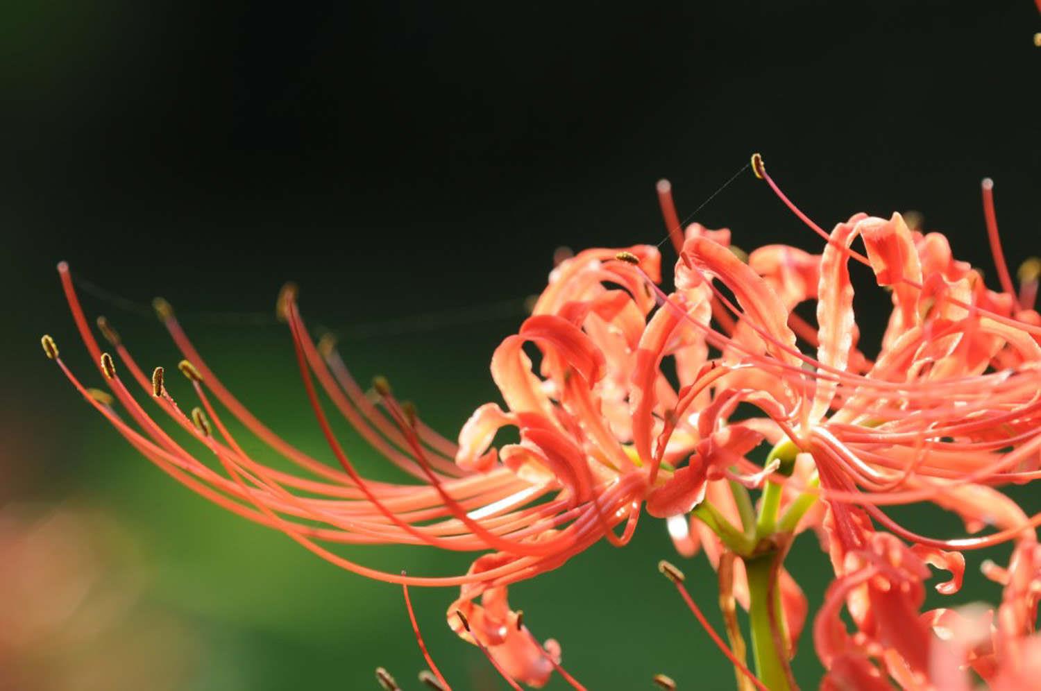 Lycoris