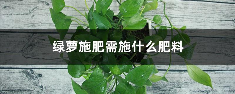 What kind of fertilizer should be applied for fertilizing green radish and what kind of fertilizer should be used for yellow leaves