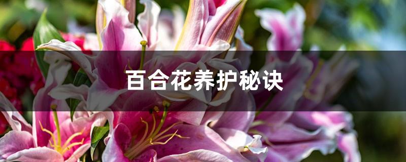 Lily care tips, how to extend the lily flowering period