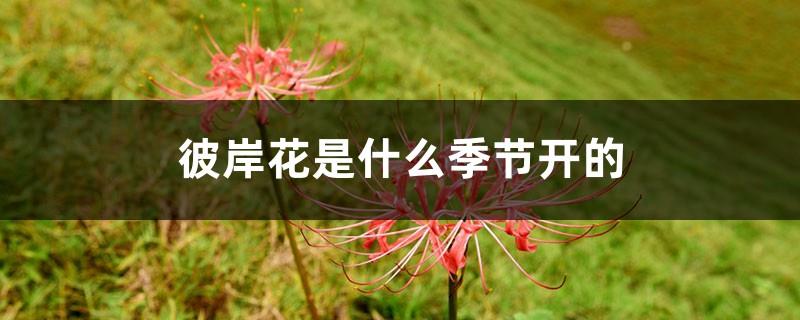 In what season does the other side flower bloom? In what season is the other side flower suitable for planting?