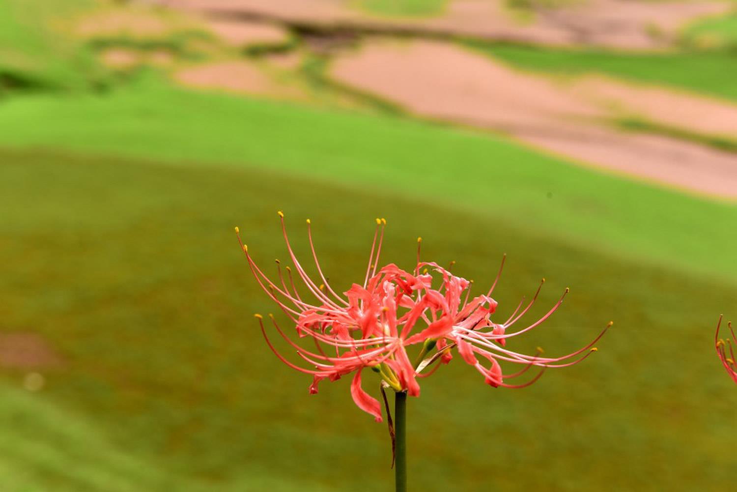 Lycoris