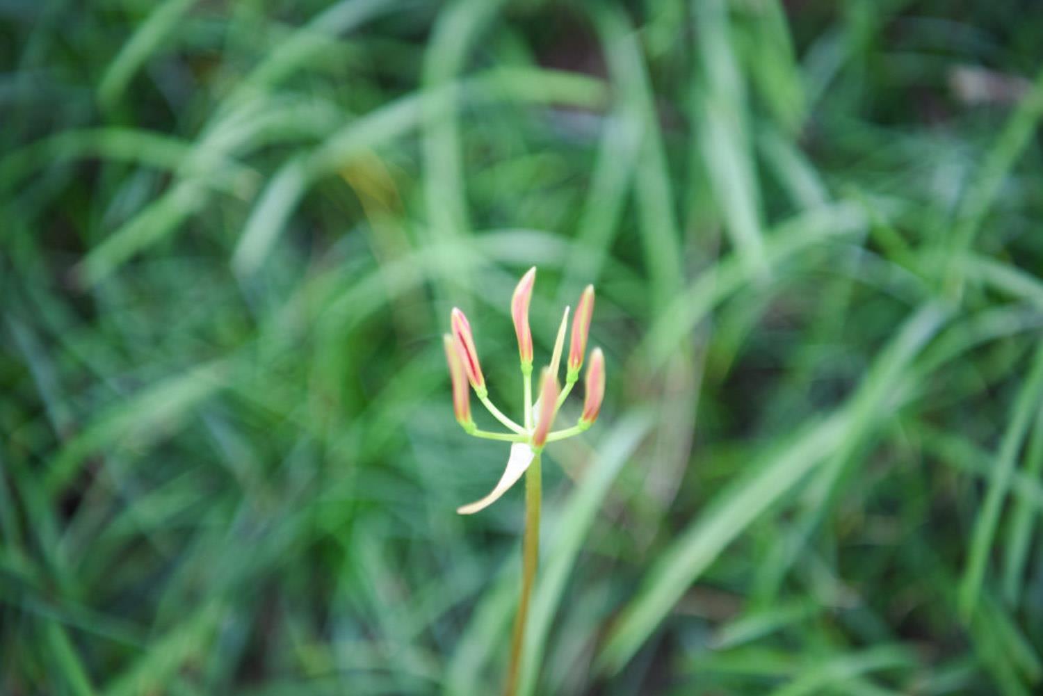 Lycoris