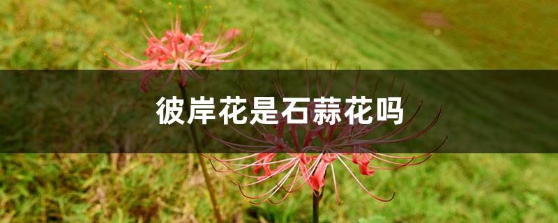 Is the other shore flower a Lycoris flower? What is the difference between the other shore flower and the Lycoris flower?