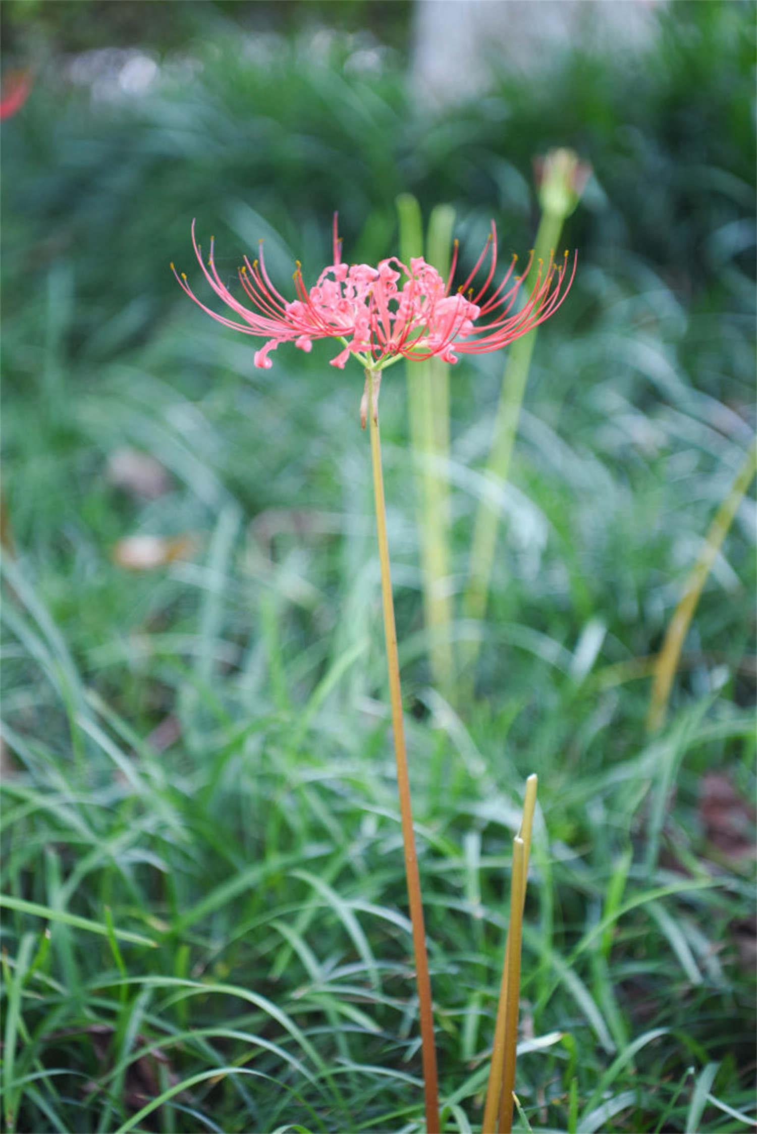 Lycoris