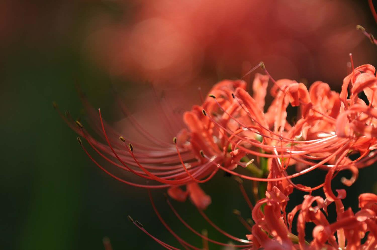 Lycoris